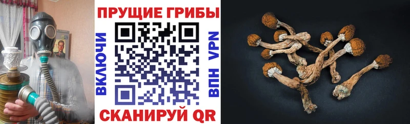 Галлюциногенные грибы MAGIC MUSHROOMS  Калач-на-Дону 